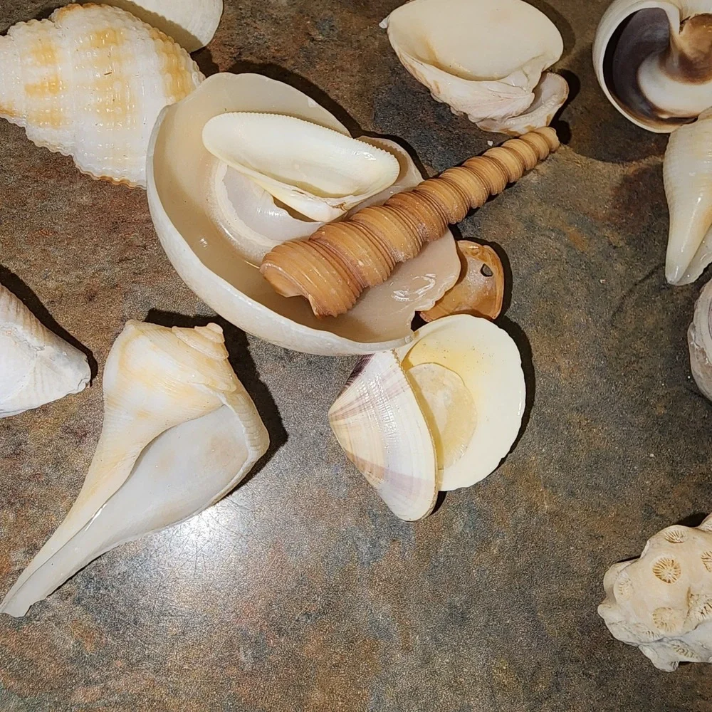 Beautiful Sea Shells Lot- Some Unique & Rare Shark teeth Aquarium Nautical Decor